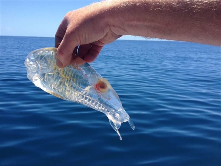 ラブカ でお馴染みの 深海魚 についてまとめました 身の回りの気になることまとめサイト